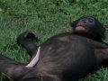 chimp_bonobo_penis_erection_pygmy.jpg